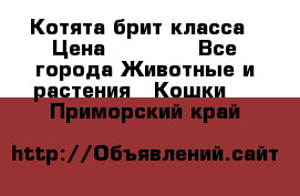 Котята брит класса › Цена ­ 20 000 - Все города Животные и растения » Кошки   . Приморский край